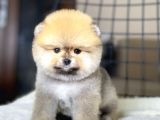 Ayıcık Suratlı Pomeranian Boo Yavrumuz