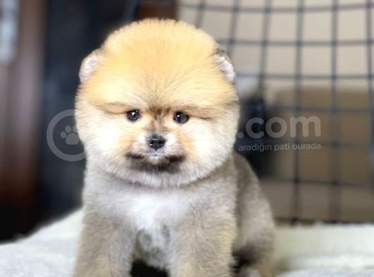 Ayıcık Suratlı Pomeranian Boo Yavrumuz görsel