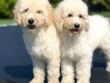 Türki̇yede Tek Labradoodle Bebekler