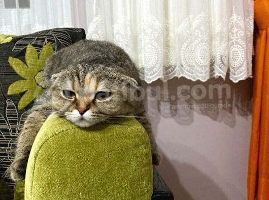 Scotti̇sh Fold Golden Shaded Kizimiza Yuva görsel