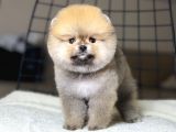 Pomeranian Boo Teddy Face Dişi Yavrumuz