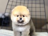 Ayıcık Suratlı Pomeranian Boo Yavrumuz