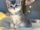 Nadi̇r Güzelli̇kte Bri̇ti̇sh Shorthai̇r Blue Golden