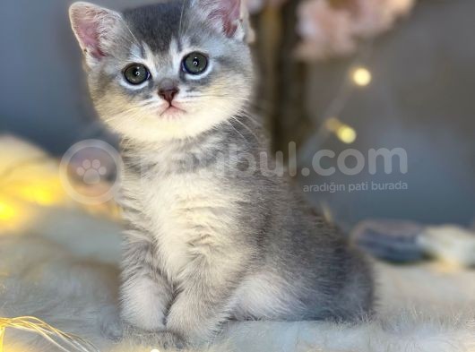Nadi̇r Güzelli̇kte Bri̇ti̇sh Shorthai̇r Blue Golden görsel