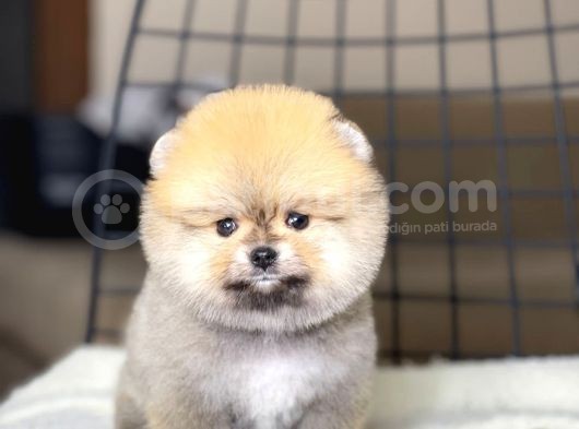 Pomeranian Boo Teddy Face Dişi Yavrumuz görsel