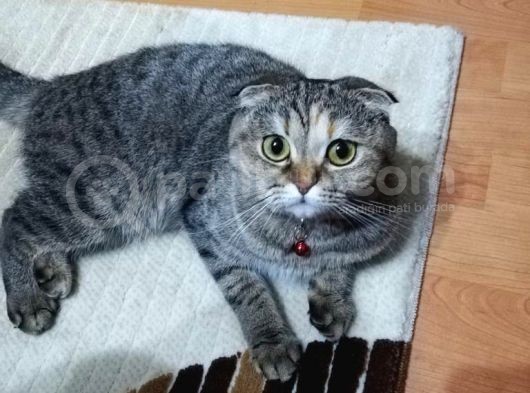 Scotti̇sh Fold Golden Shaded Kizimiza Yuva görsel