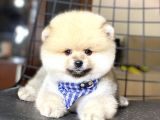 Show Kalite Pomeranian Boo Yavrumuz