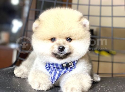 Show Kalite Pomeranian Boo Yavrumuz