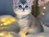 Nadi̇r Güzelli̇kte Bri̇ti̇sh Shorthai̇r Blue Golden
