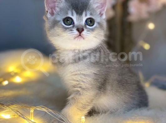 Nadi̇r Güzelli̇kte Bri̇ti̇sh Shorthai̇r Blue Golden görsel