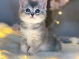Nadi̇r Güzelli̇kte Bri̇ti̇sh Shorthai̇r Blue Golden