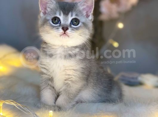 Nadi̇r Güzelli̇kte Bri̇ti̇sh Shorthai̇r Blue Golden görsel