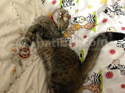 Scotti̇sh Fold Golden Shaded Kizimiza Yuva görsel