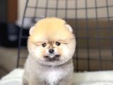 Ayıcık Suratlı Pomeranian Boo Yavrumuz