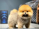 Mini Boy Teacup Pomeranian Boo Yavrumuz