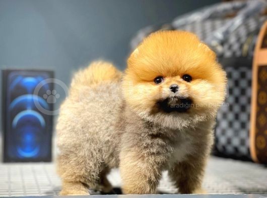 Mini Boy Teacup Pomeranian Boo Yavrumuz görsel