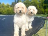 Türki̇yede Tek Labradoodle Bebekler