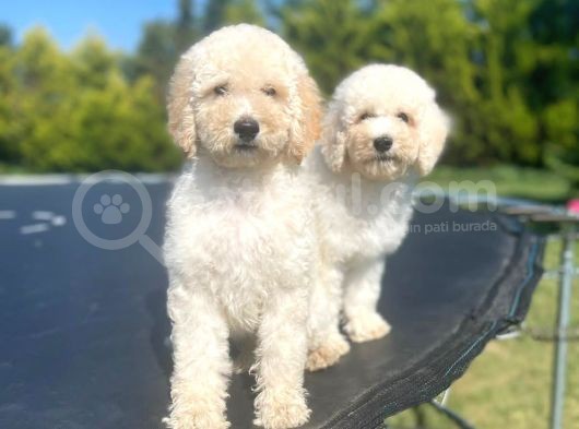 Türki̇yede Tek Labradoodle Bebekler görsel