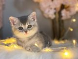 Nadi̇r Güzelli̇kte Bri̇ti̇sh Shorthai̇r Blue Golden