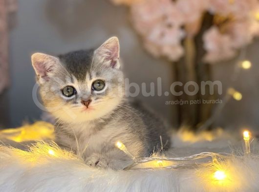 Nadi̇r Güzelli̇kte Bri̇ti̇sh Shorthai̇r Blue Golden