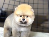 Pomeranian Boo Teddy Face Dişi Yavrumuz