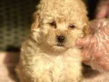 Her Renk Ve Ci̇nsi̇yet Toy Poodle Bebekler