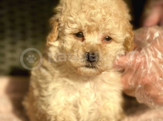 Her Renk Ve Ci̇nsi̇yet Toy Poodle Bebekler görsel