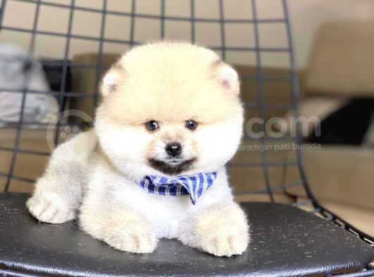Show Kalite Pomeranian Boo Yavrumuz görsel