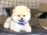 Show Kalite Pomeranian Boo Yavrumuz