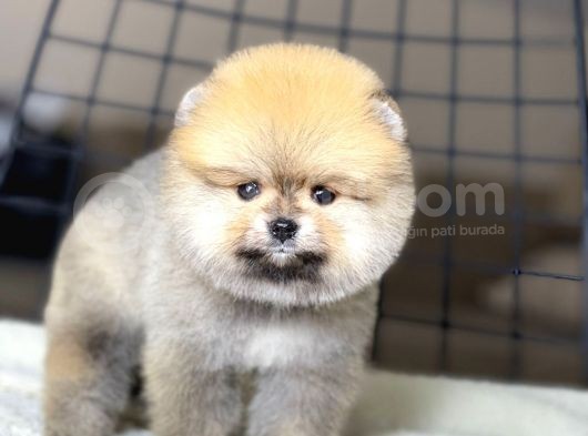 Ayıcık Suratlı Pomeranian Boo Yavrumuz görsel