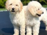 Türki̇yede Tek Labradoodle Bebekler