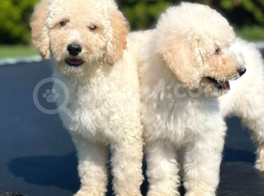 Türki̇yede Tek Labradoodle Bebekler görsel