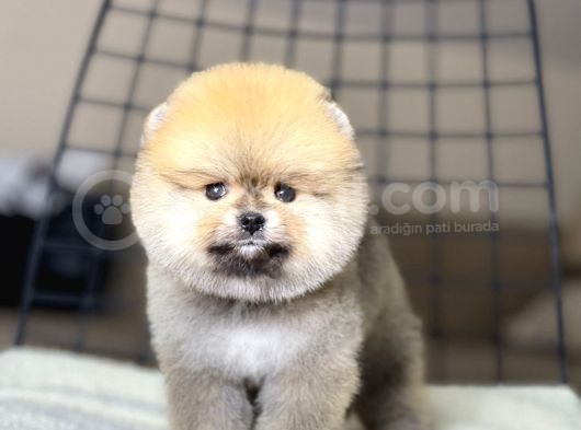 Pomeranian Boo Teddy Face Dişi Yavrumuz görsel