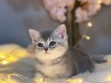 Nadi̇r Güzelli̇kte Bri̇ti̇sh Shorthai̇r Blue Golden