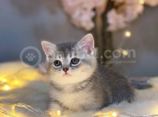 Nadi̇r Güzelli̇kte Bri̇ti̇sh Shorthai̇r Blue Golden görsel