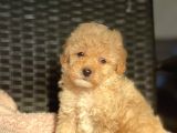 Her Renk Ve Ci̇nsi̇yet Toy Poodle Bebekler