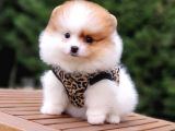Particolor Nadir Renk Dişi Pomeranian Boo Yavrumuz