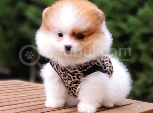 Particolor Nadir Renk Dişi Pomeranian Boo Yavrumuz görsel