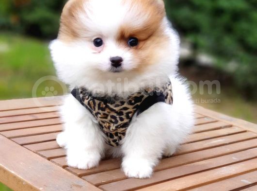 Particolor Nadir Renk Dişi Pomeranian Boo Yavrumuz görsel