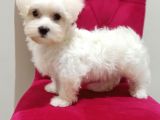 Orjinal Maltese 0 Numara