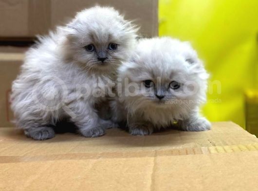 Show Kalitede Longhair Yavrularımız görsel