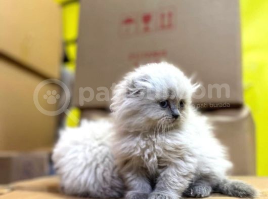 Show Kalitede Longhair Yavrularımız görsel