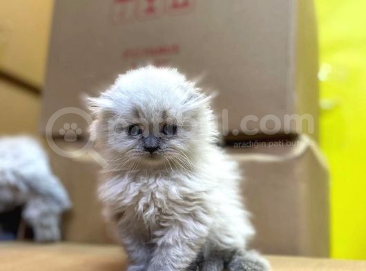 Show Kalitede Longhair Yavrularımız görsel