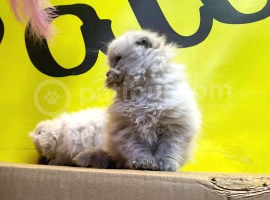 Show Kalitede Longhair Yavrularımız görsel