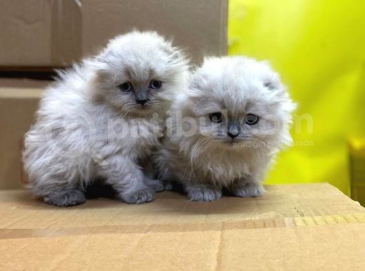 Show Kalitede Longhair Yavrularımız görsel
