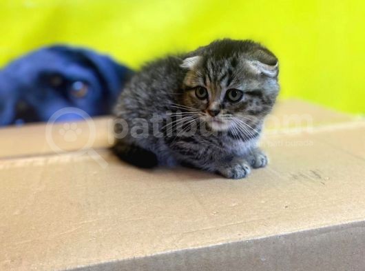 Black Golden Show Kalitede Kafa Ve Kulak Yapısına Sahip Yavrularımız görsel