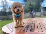 Tüm Eğitimleri Tam 3.5 Aylık Erkek Toy Poodle