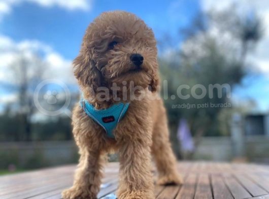 Tüm Eğitimleri Tam 3.5 Aylık Erkek Toy Poodle görsel