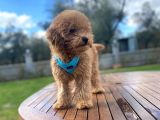 Tüm Eğitimleri Tam 3.5 Aylık Erkek Toy Poodle