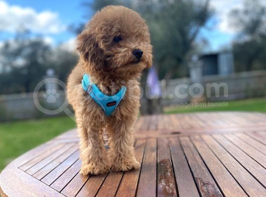 Tüm Eğitimleri Tam 3.5 Aylık Erkek Toy Poodle görsel